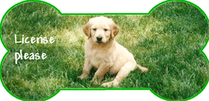 Image result for Dog License