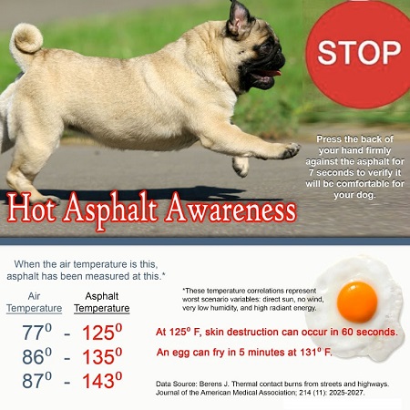 Hot asphalt danger for dogs