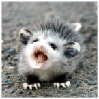 opposum