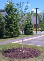 Ginkgo tree