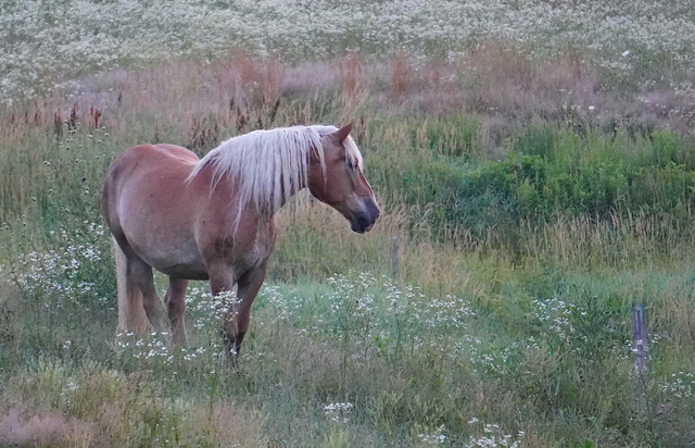 horse in the meadow