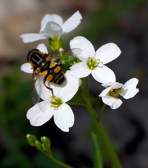 hover fly on a flower