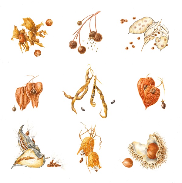 painting of seeds