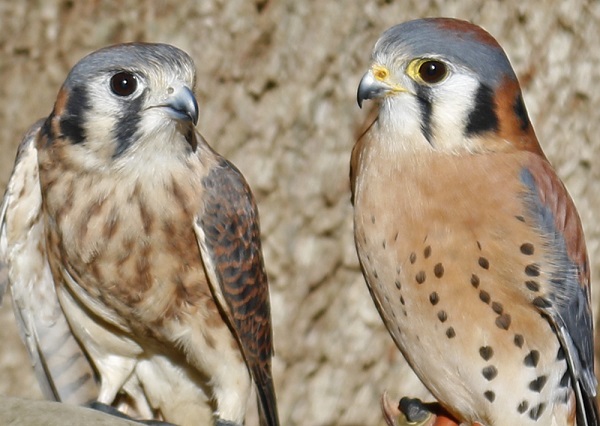 two finn breeze kestrels