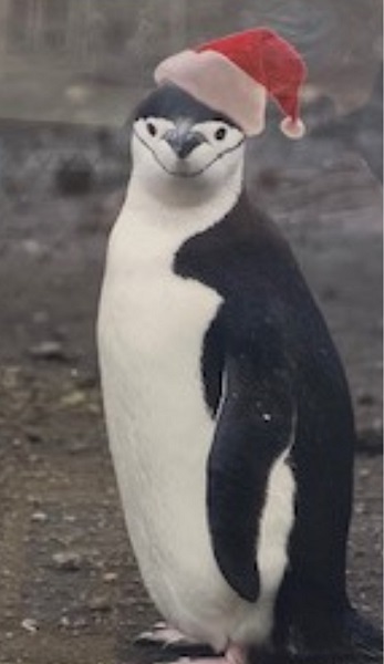 penguin wearing christmas hat