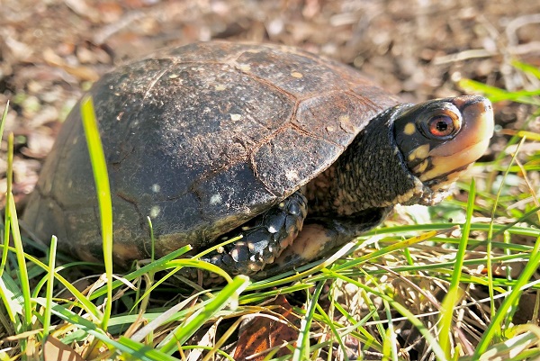 spotted turtle