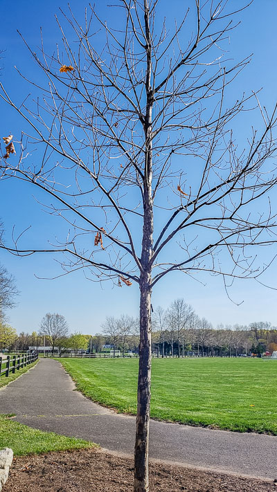 oak tree