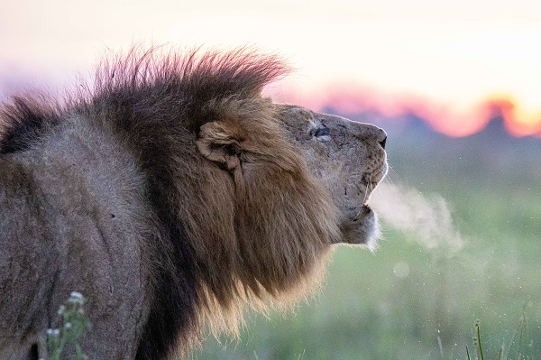 lion roaring-photo by James Ward