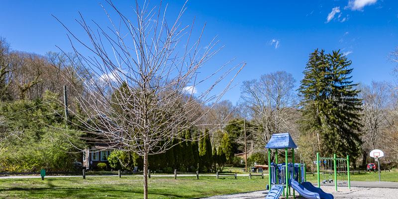 tree in a park