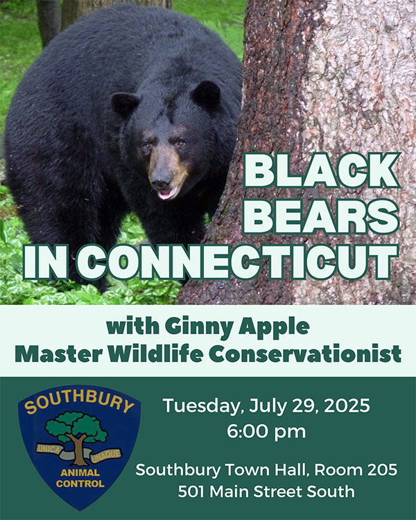 black bears presentation flyer