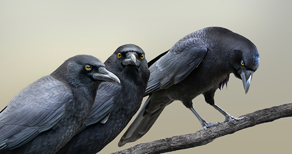 three black birds