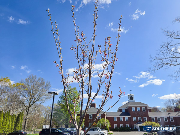 cherry tree in front of town hall