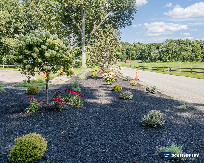 new plantings at settlers park
