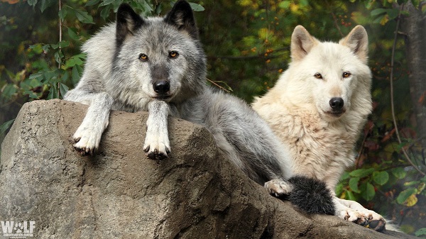 two wolves