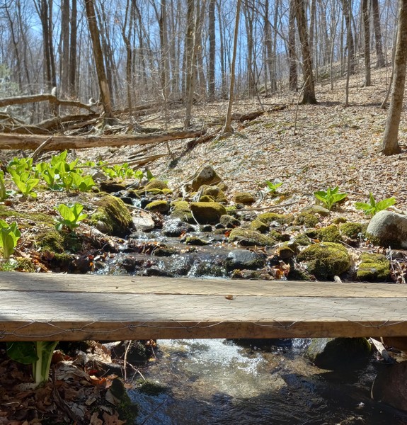 bridge over a stream