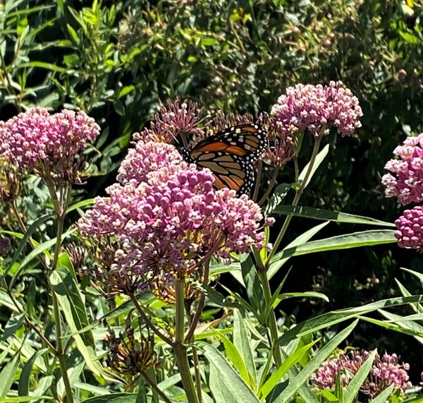 Monarch on West Main Milkweed