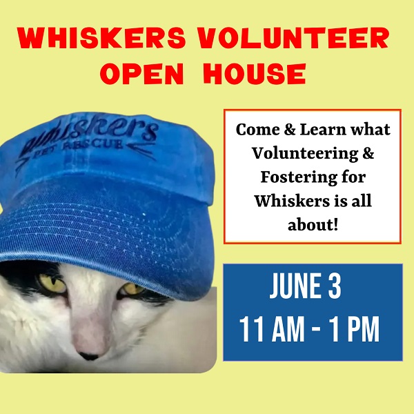 volunteer open house flyer with cat