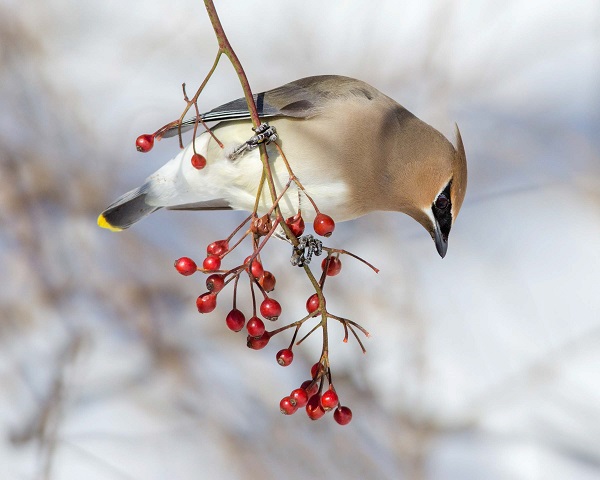 Cedar Waxwing by Peter Brannon