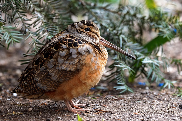 american woodcock