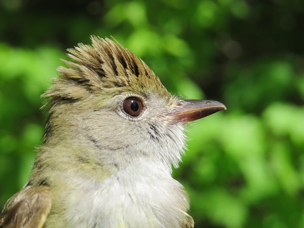 bird closeup