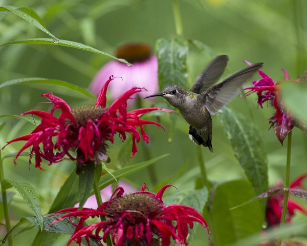 hummingbird