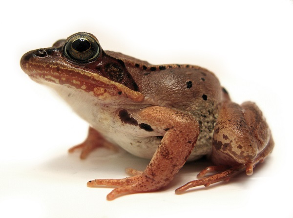 wood frog