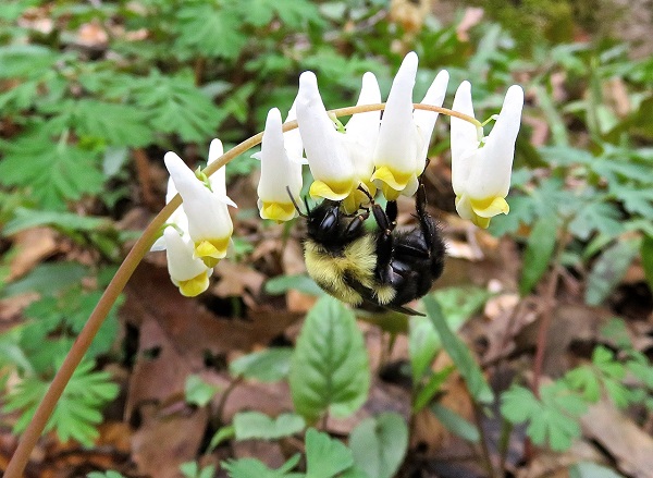 bumble bee on a flower