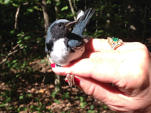bird in a hand