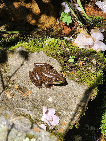 frog