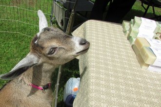 goat from Goatboy soaps