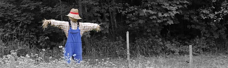 scarecrow in the field